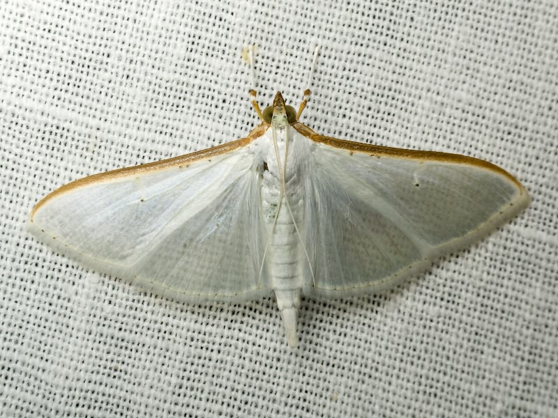 Palpita vitrealis (Rossi, 1794)
